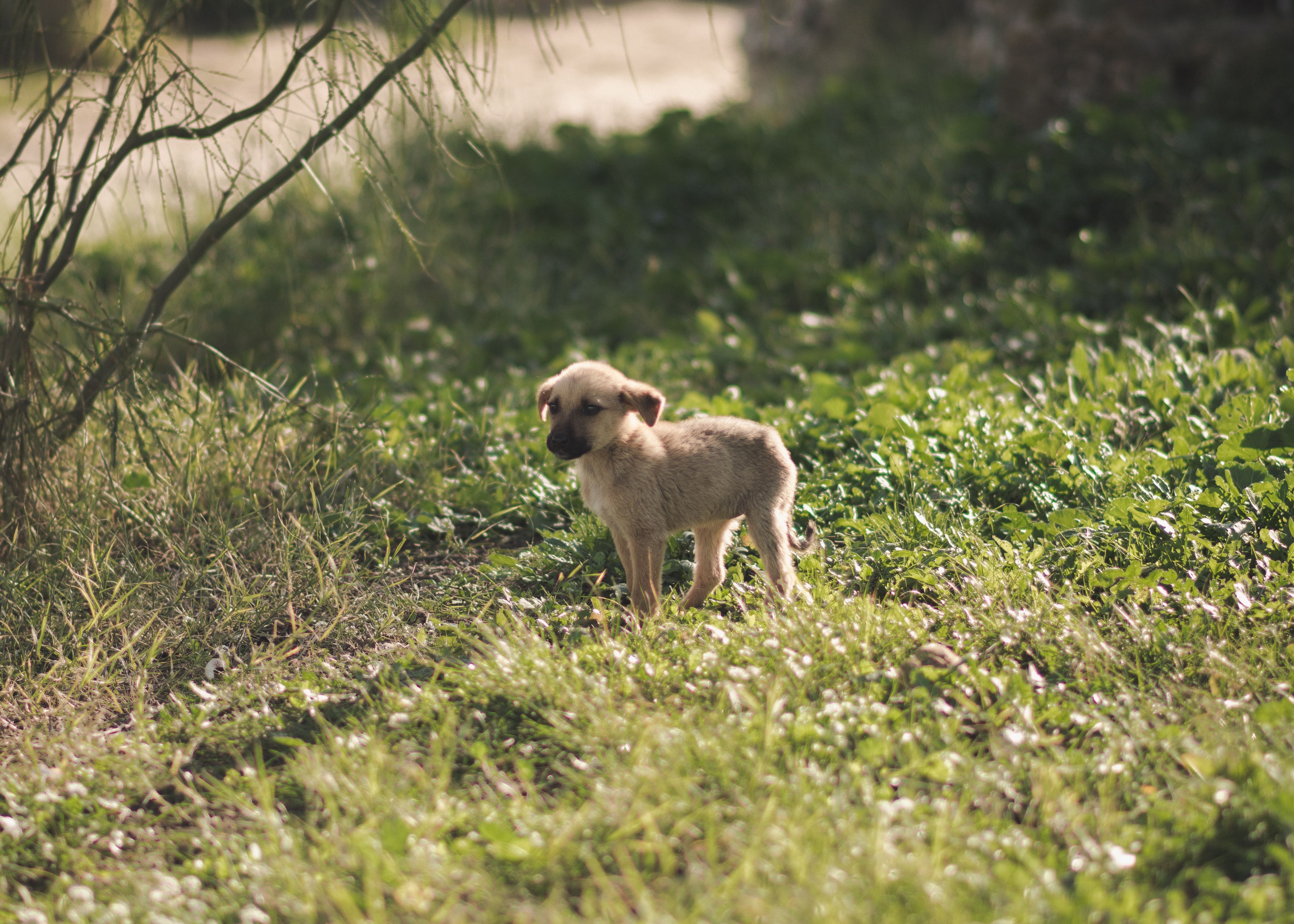 Adorable Puppy Standing in Lush Green Grass · Free Stock Photo