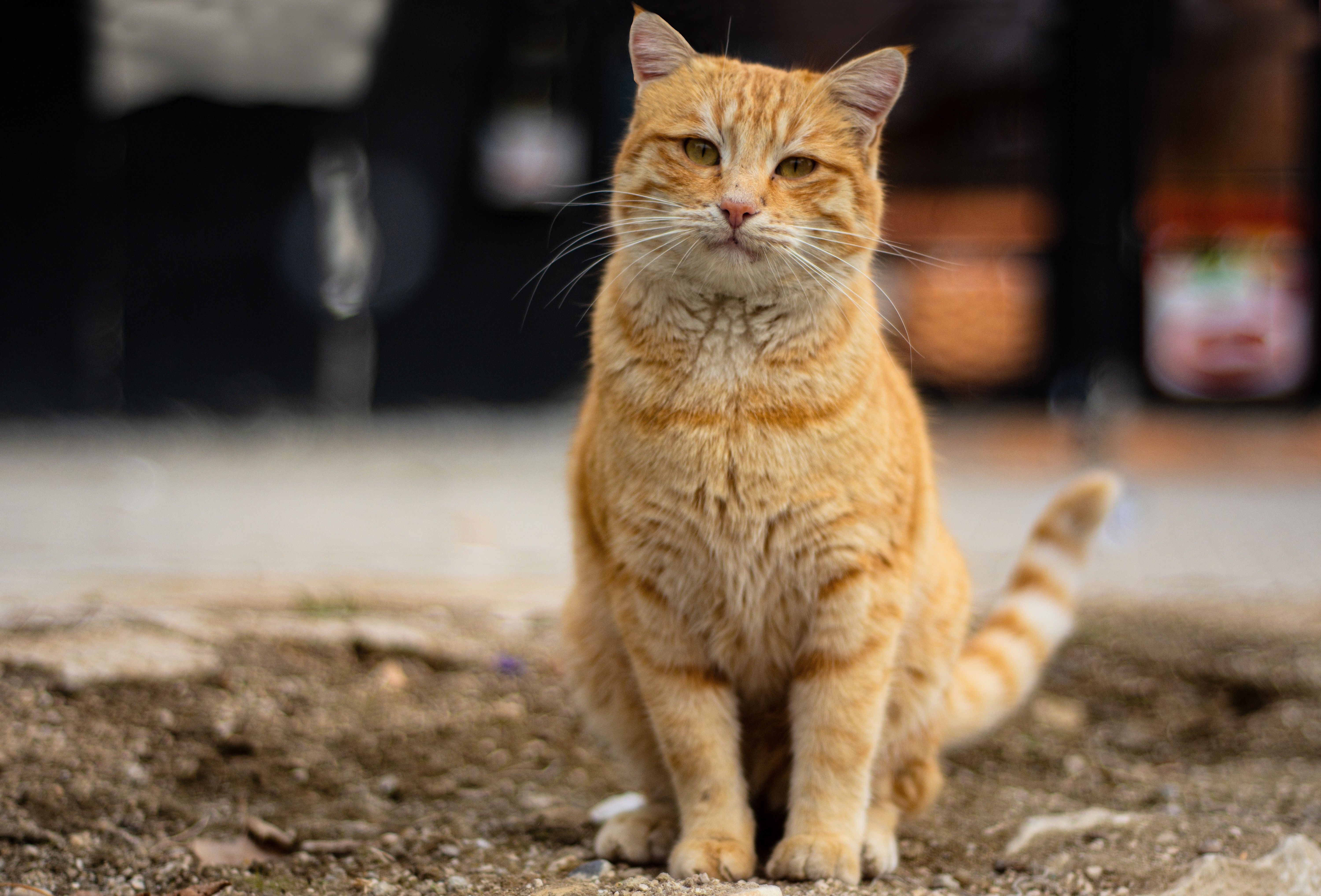 Portrait of a Cute Orange Tabby Cat Outdoors · Free Stock Photo