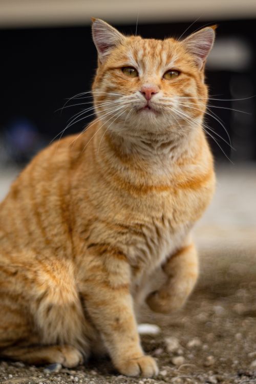 Free Close-up of a cute orange tabby cat with blurred background, showing its adorable expression. Stock Photo