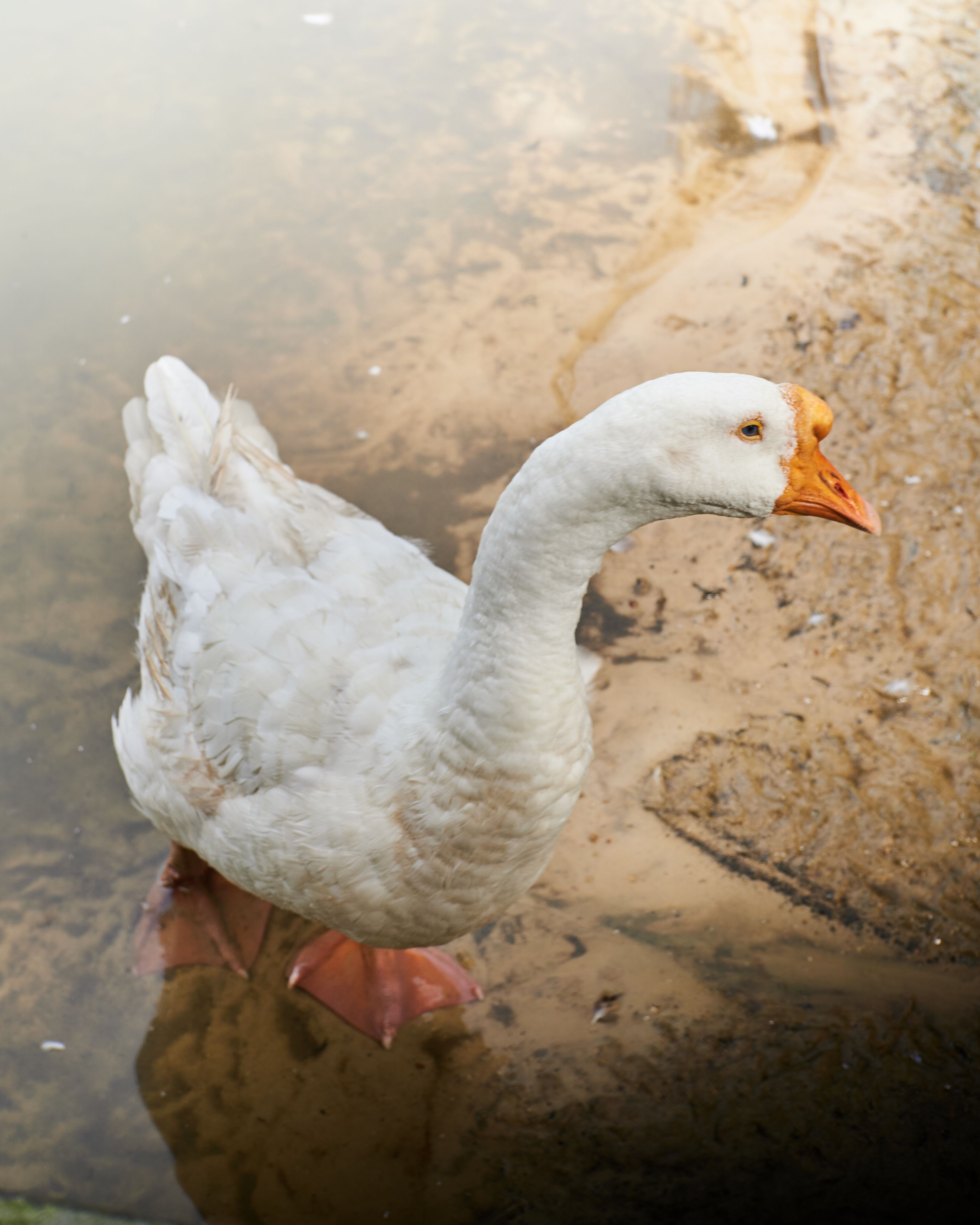Domestic Goose at the Edge of a Lake in Kuala Lumpur · Free Stock Photo