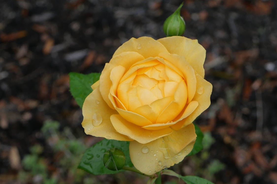 Vibrant Yellow Rose with Dew Drops Close-Up ยท Free Stock Photo