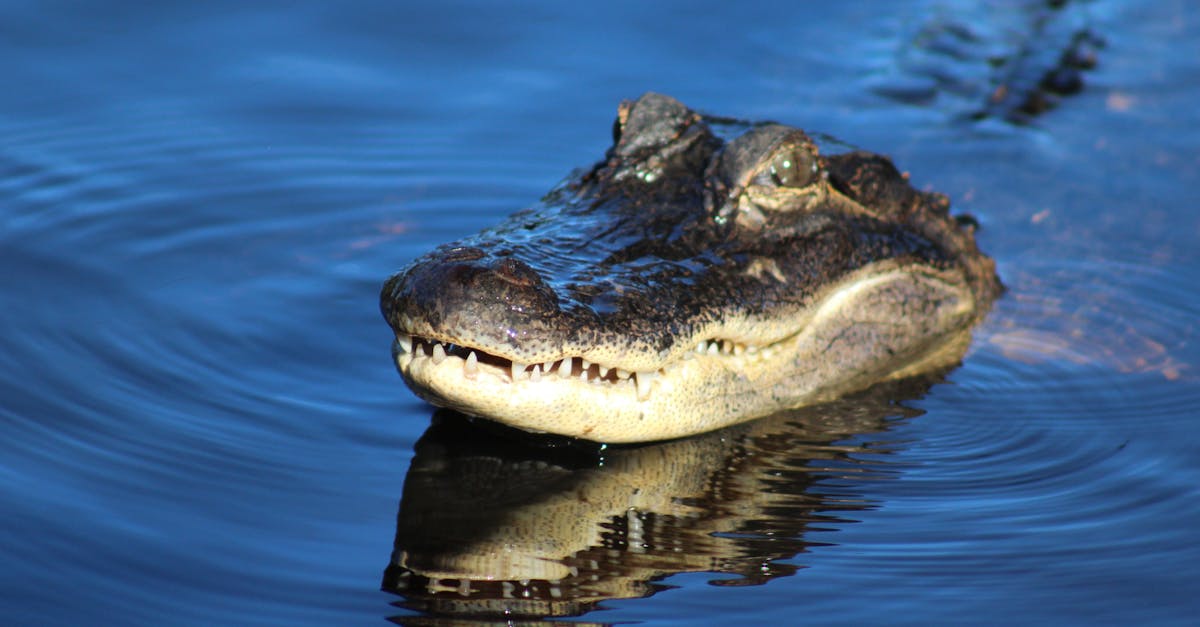 Free stock photo of alligator, animal, swamp