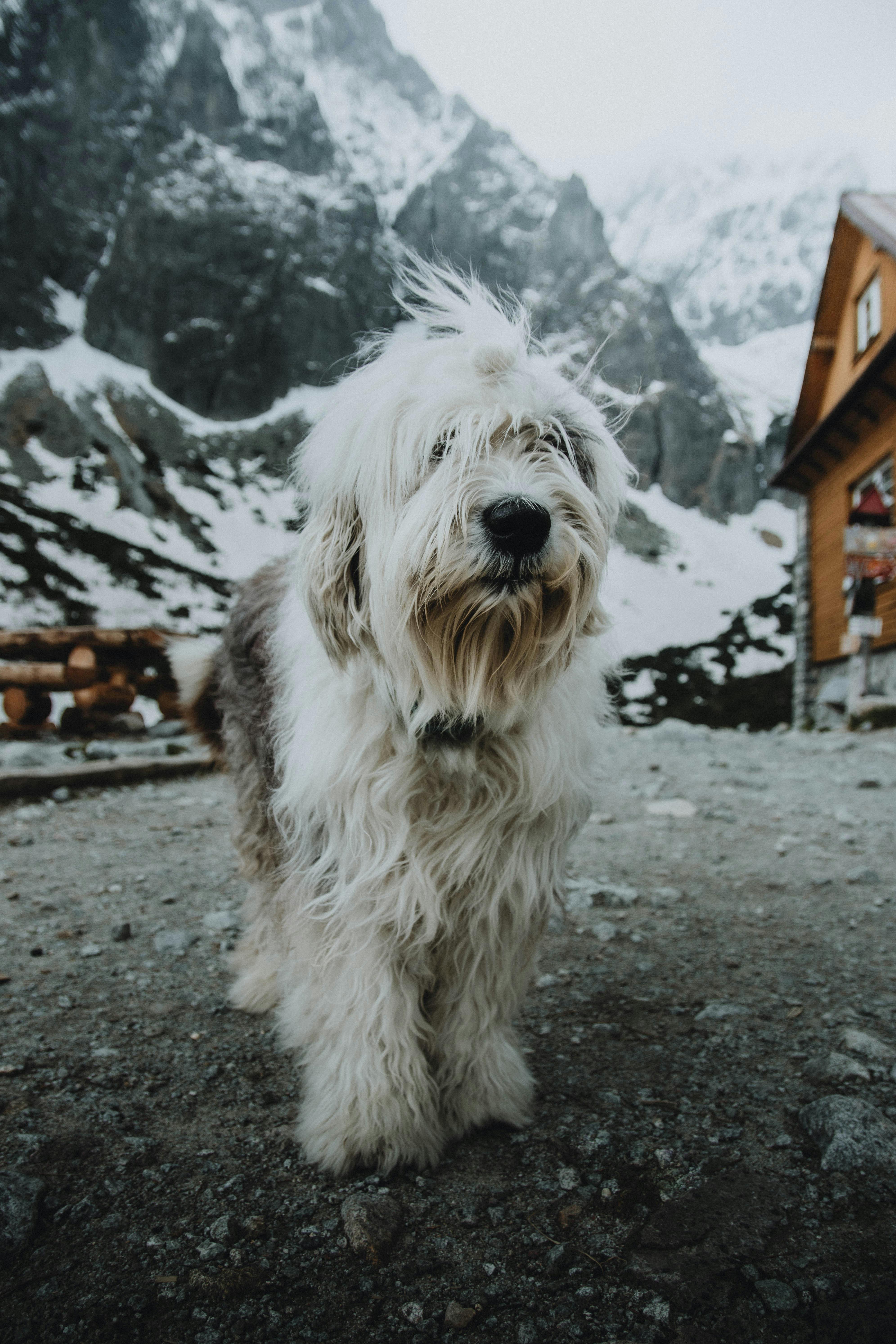 Shaggy dog in a snowy mountain setting by a wooden hut in Tatranská Javorina.