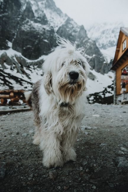 Shaggy dog in a snowy mountain setting by a wooden hut in Tatranská Javorina.