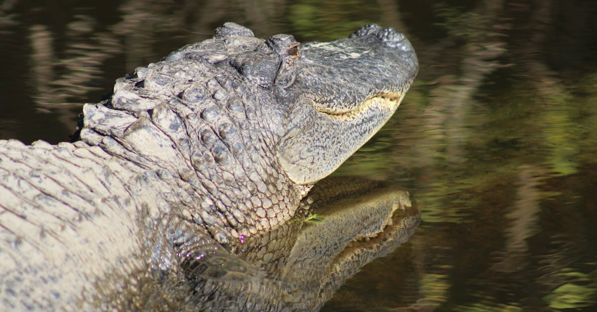 Free stock photo of alligator, animal, dirt