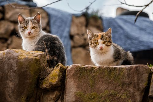 Free Two calico cats sitting on a stone wall, looking attentively outdoors. Stock Photo