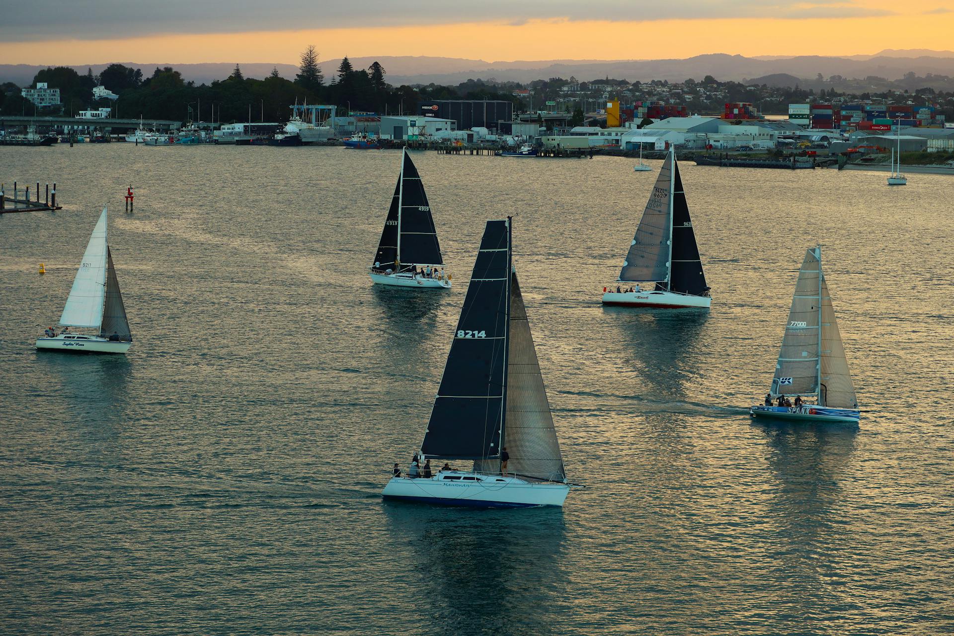 A fleet of sailboats navigating the calm waters of Tauranga during sunset, New Zealand.