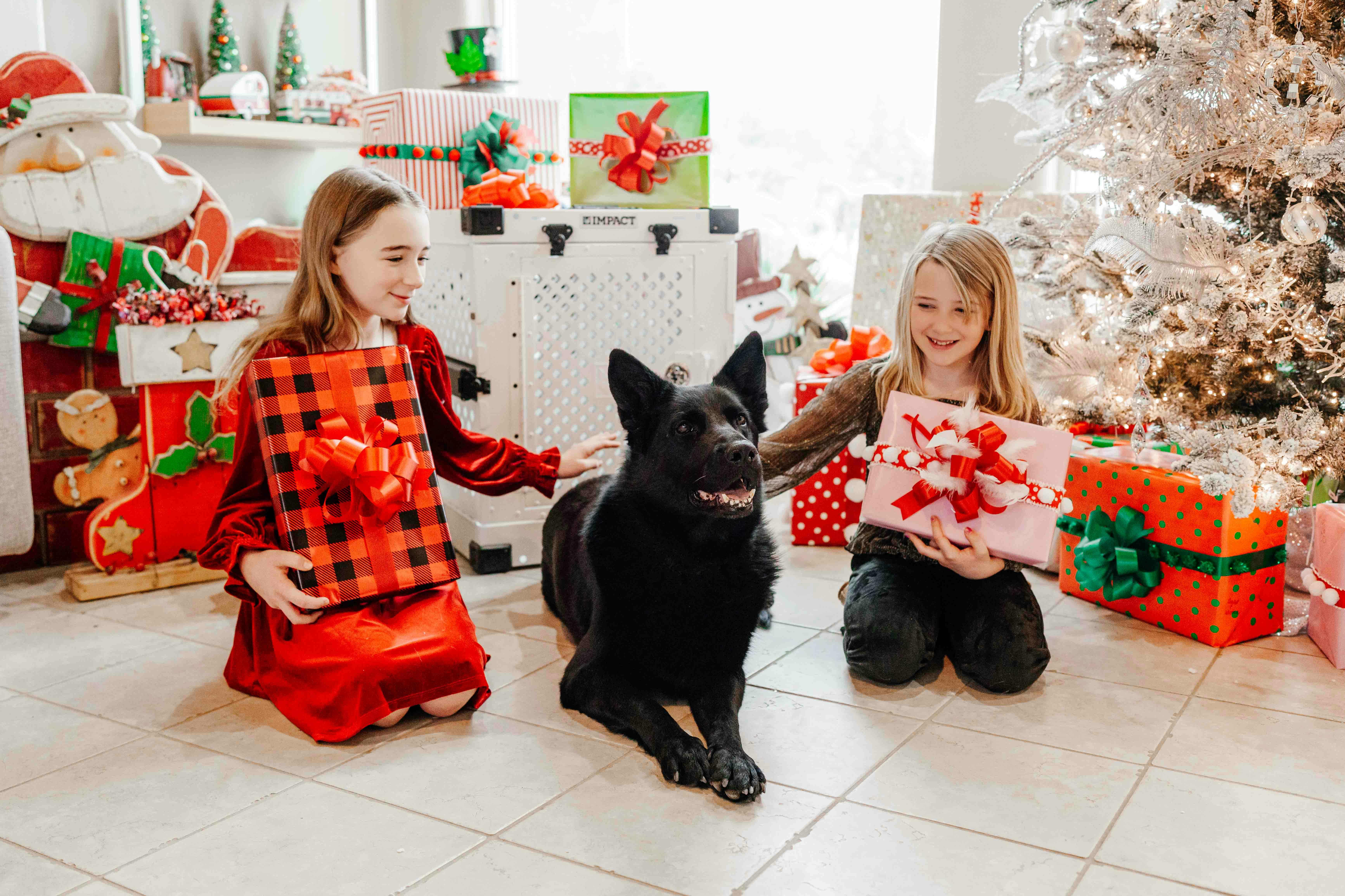 pet technology products — Photo by Impact Dog Crates on Pexels