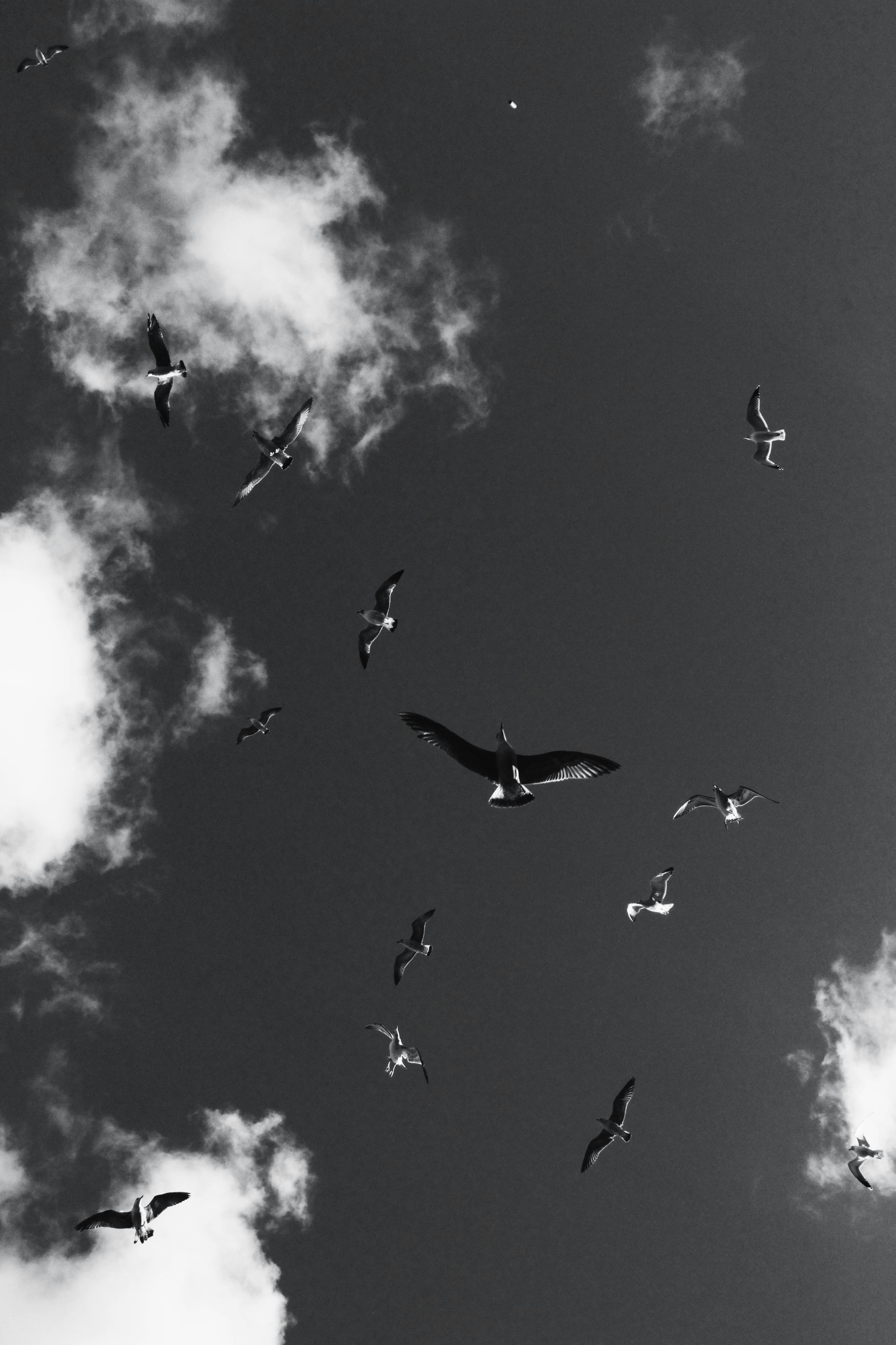 Black and white photograph of seagulls flying against a cloudy sky in İstanbul, Türkiye.