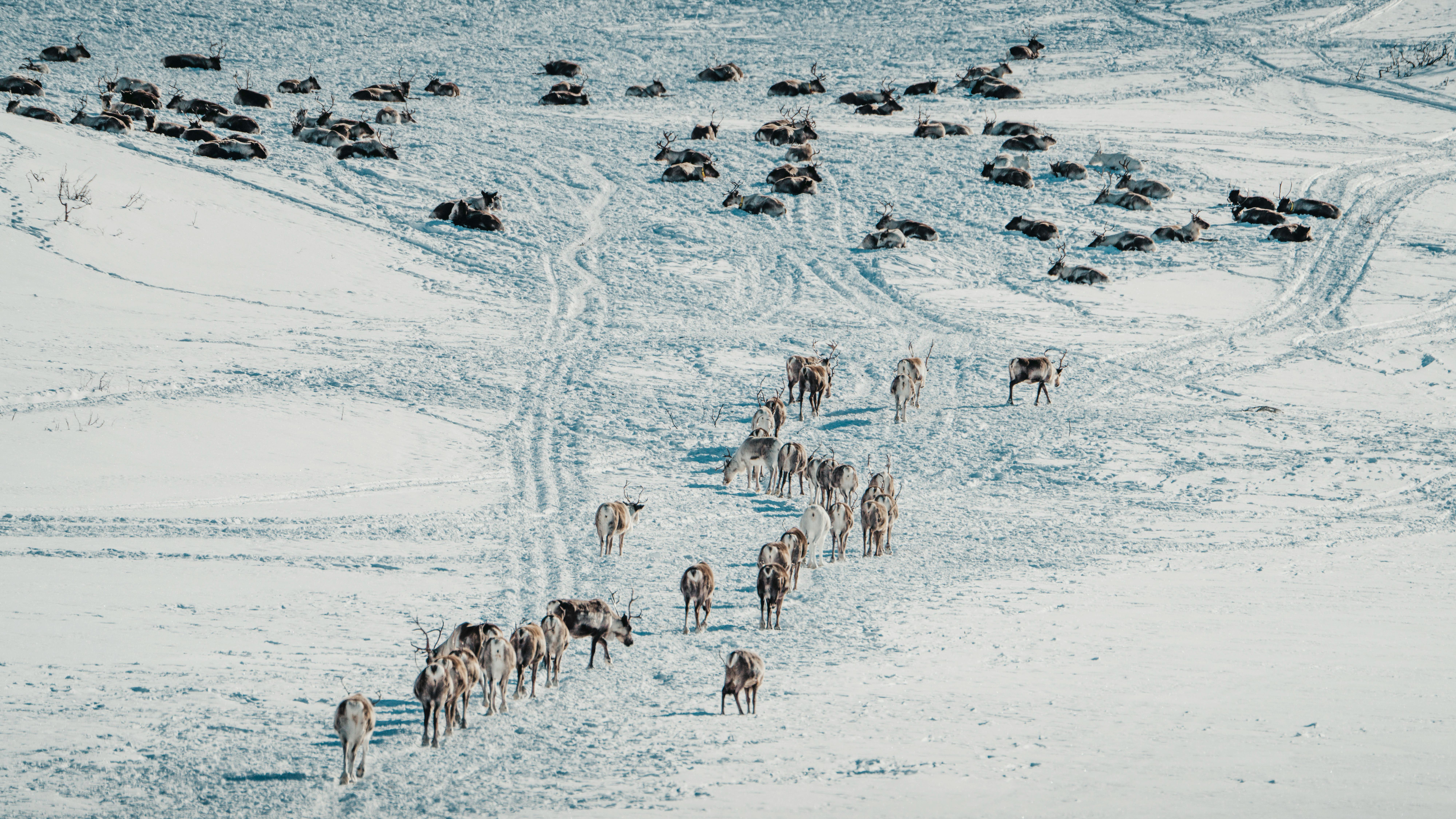 A herd of reindeer travels across a snowy terrain in Norway, capturing the essence of Arctic wildlife migration.