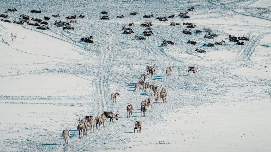 Arctic Reindeer Populations Decline 56% Due to Climate Change Impacts