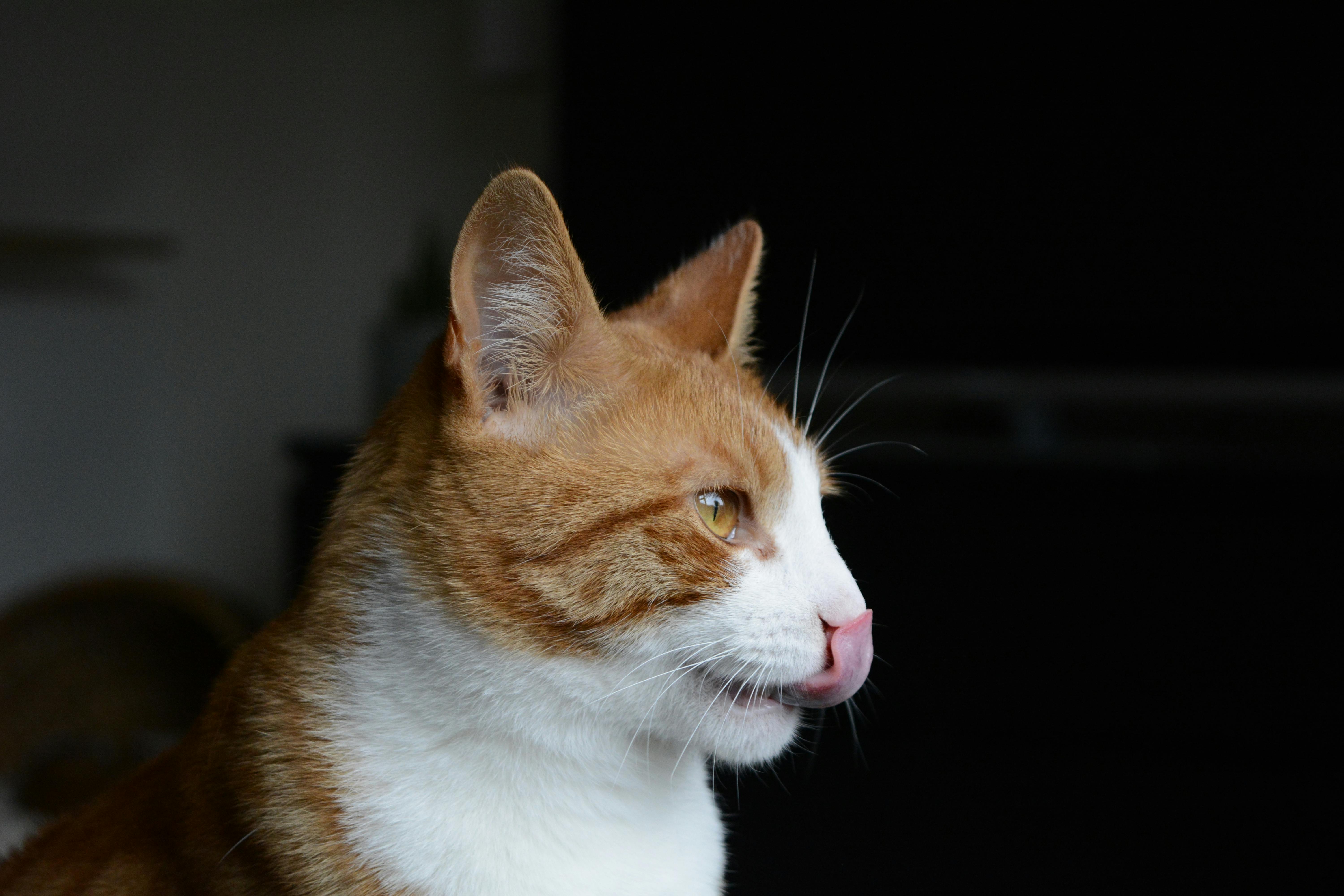 A ginger and white cat licking its nose in a dimly lit indoor setting.