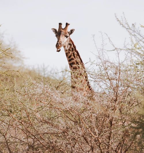 Free A giraffe peers through the dry acacia trees in the Tanzanian savannah, capturing the essence of African wildlife. Stock Photo
