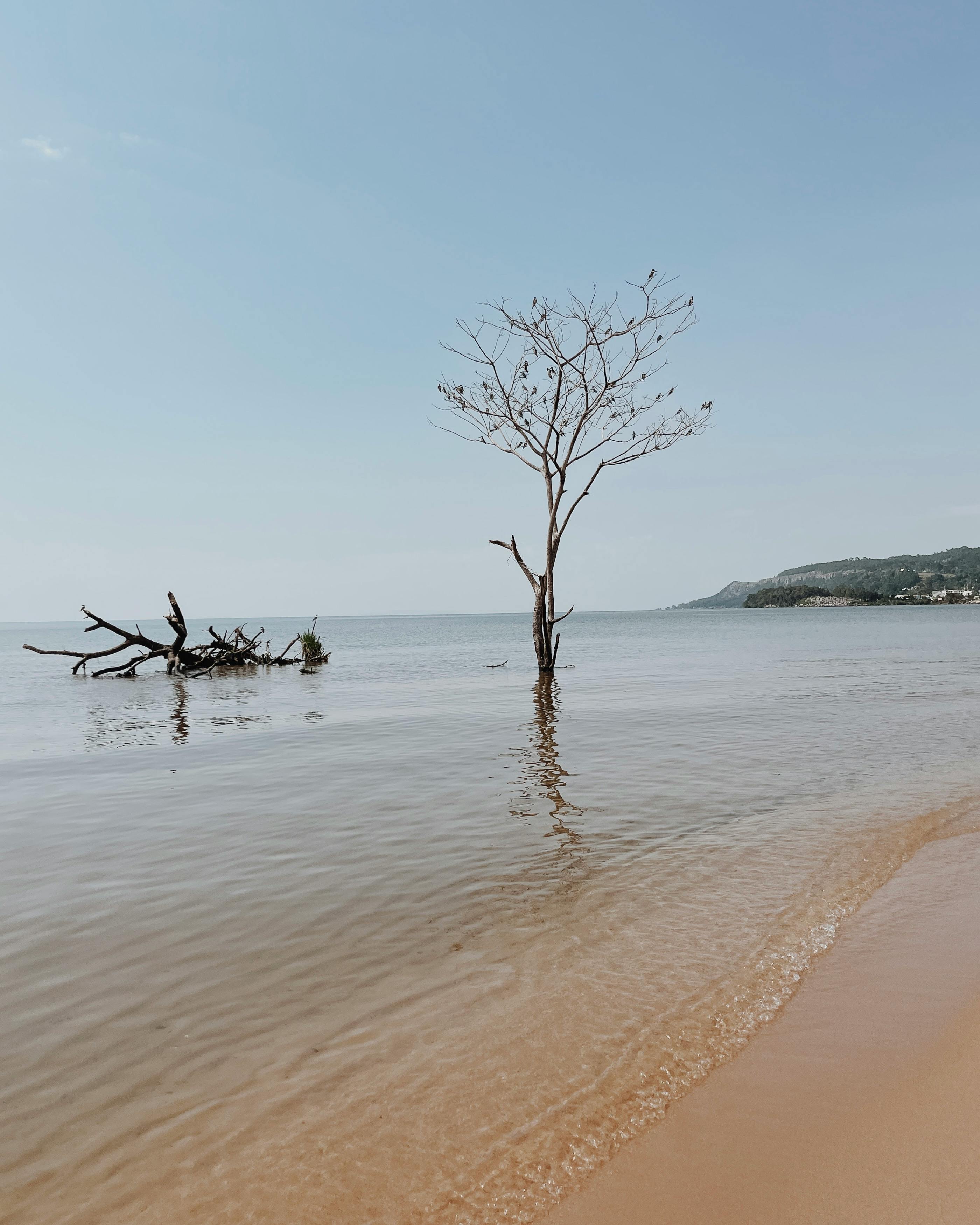 Tranquil view of a lone tree by the water in Tanzania, ideal for nature themes.