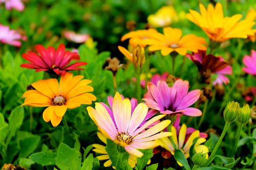 Free Assorted-color Flowers Stock Photo