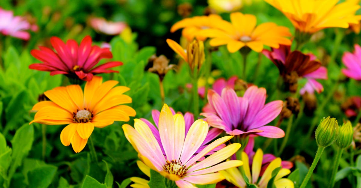 Assorted-color Flowers