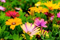 春天，五颜六色的雏菊在郁郁葱葱的花园中盛开，展现出鲜艳的色彩和自然之美