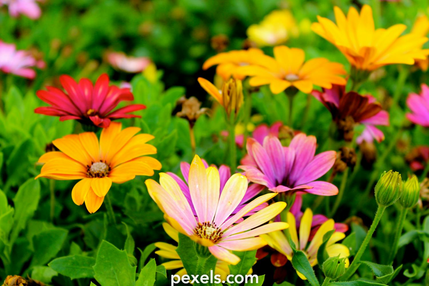 Những bức ảnh hoa đẹp mùa hè ảnh hoa đẹp mùa hè làm đẹp cho không gian sống của bạn