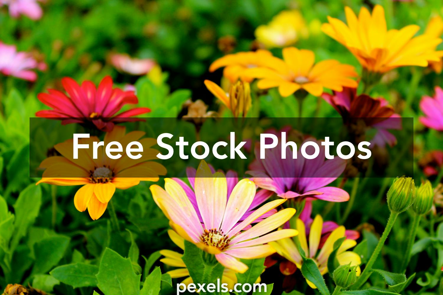 Summer Flowers Photos, Download The BEST Free Summer Flowers Stock Photos &  HD Images