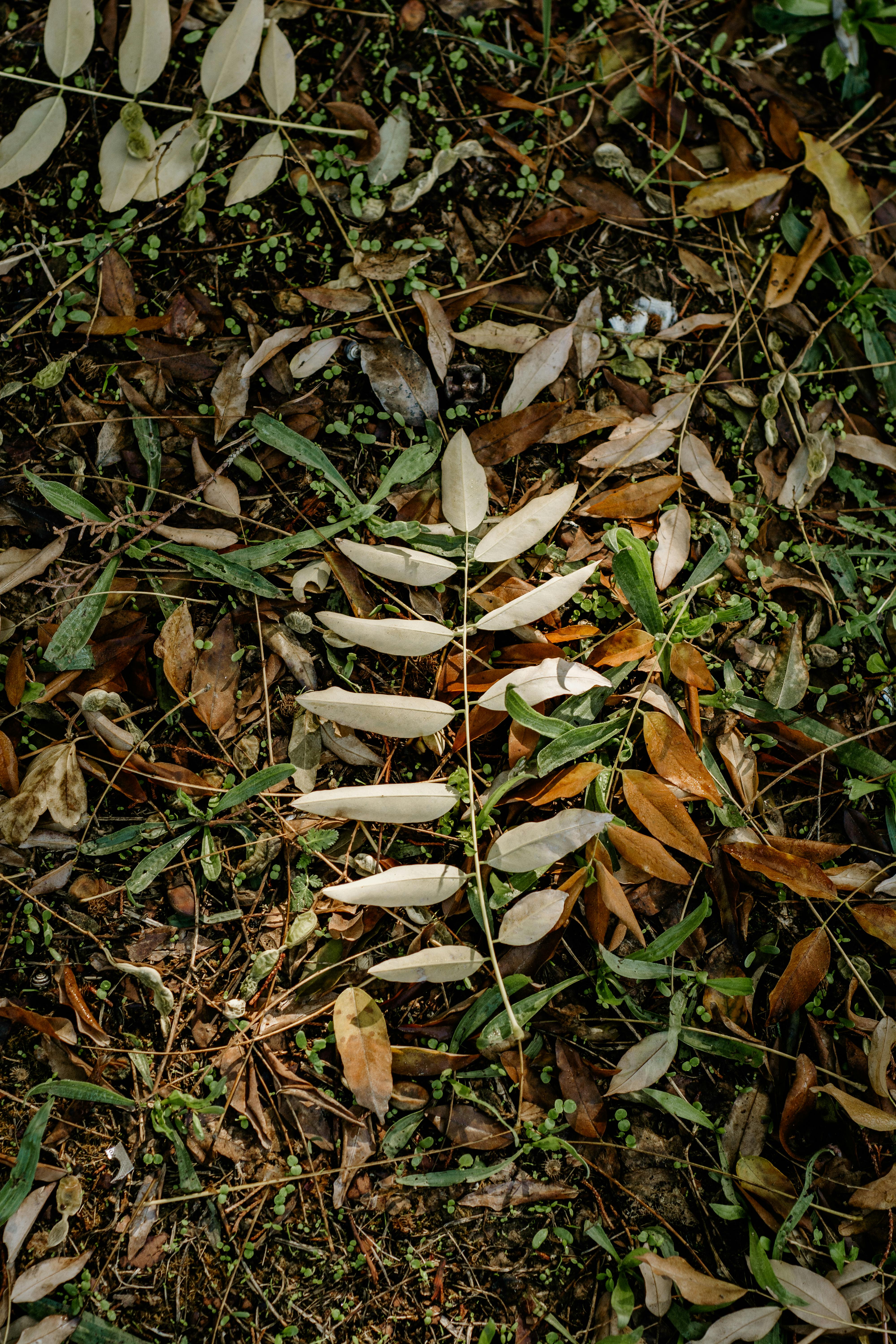 Gratis En naturlig sammensætning af tørre blade og grønt på en skovbund, der viser efterårsfarver. Lagerfoto