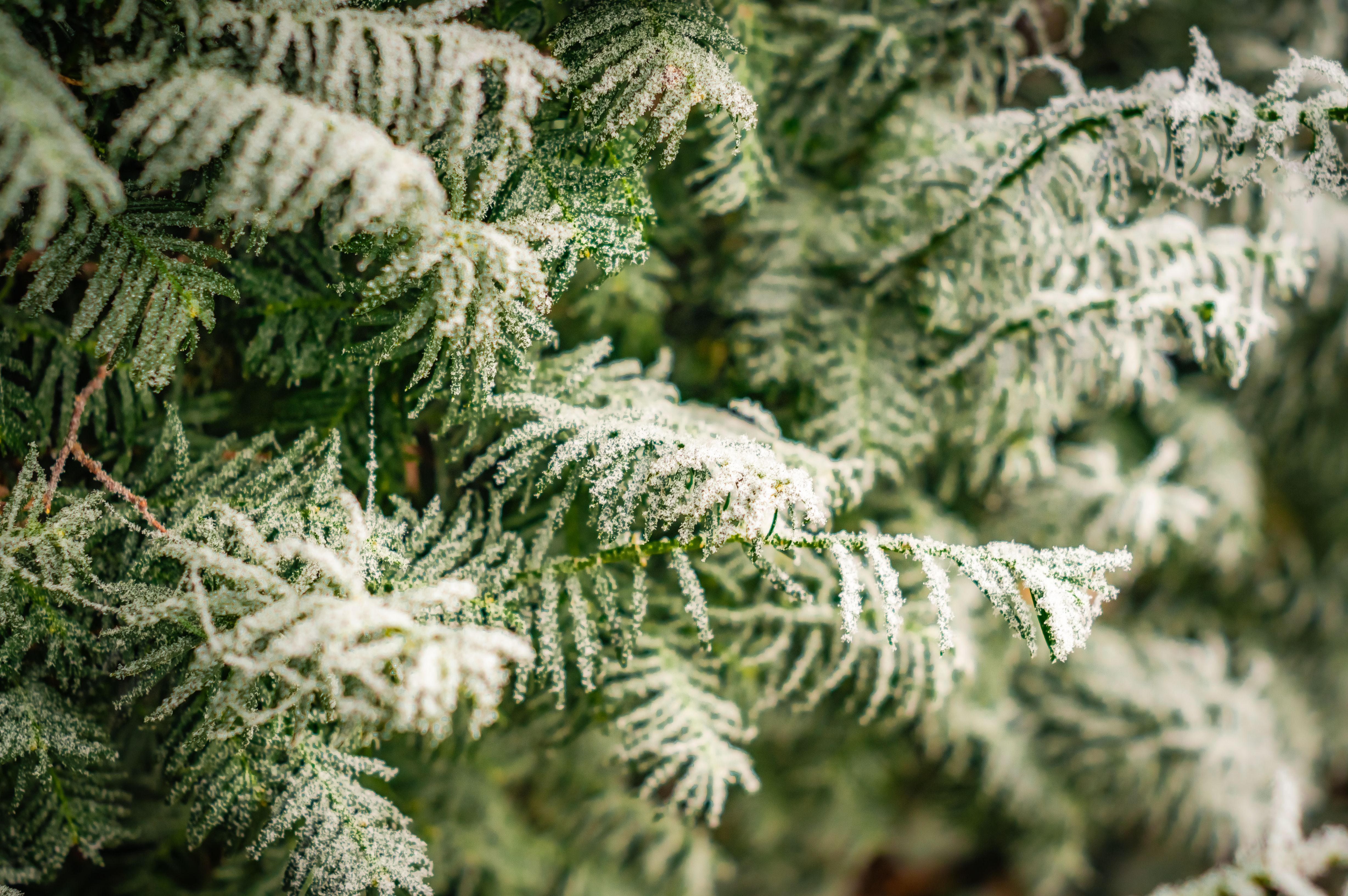 Close-up of frost-covered evergreen branches, capturing the winter chill.