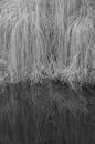 Monochrome Reflection of Overhanging Grass