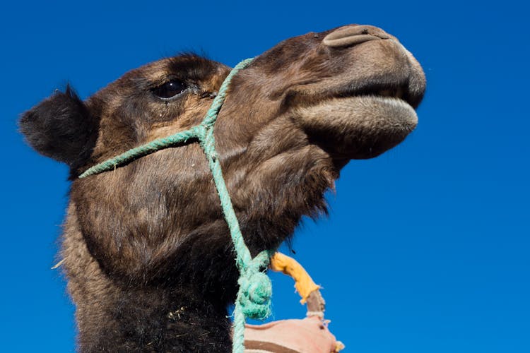 Close Up Of Camel Head