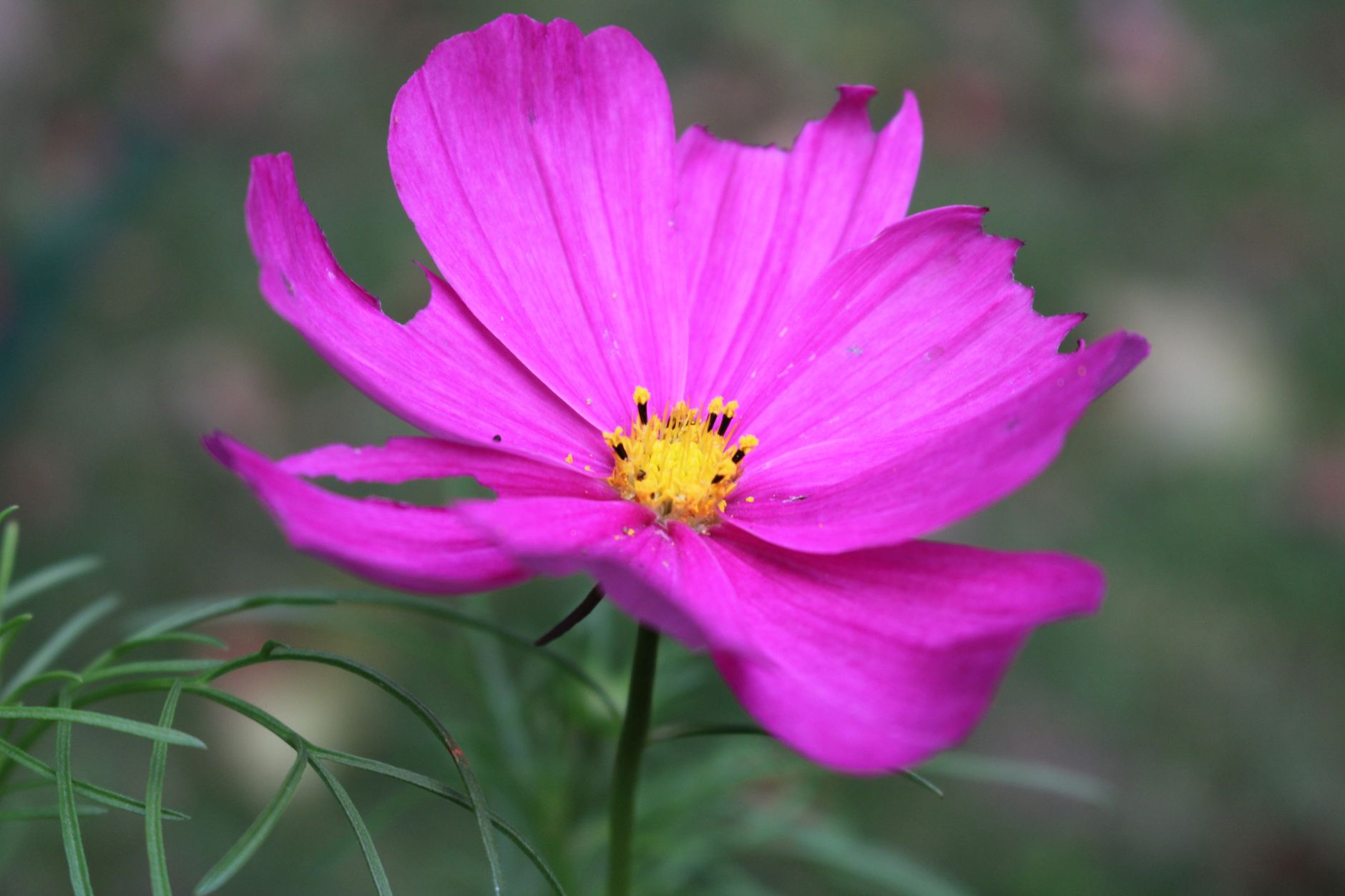 Cosmos Mix Seeds