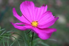 Pink cosmos flower — alex ohan on Pexels