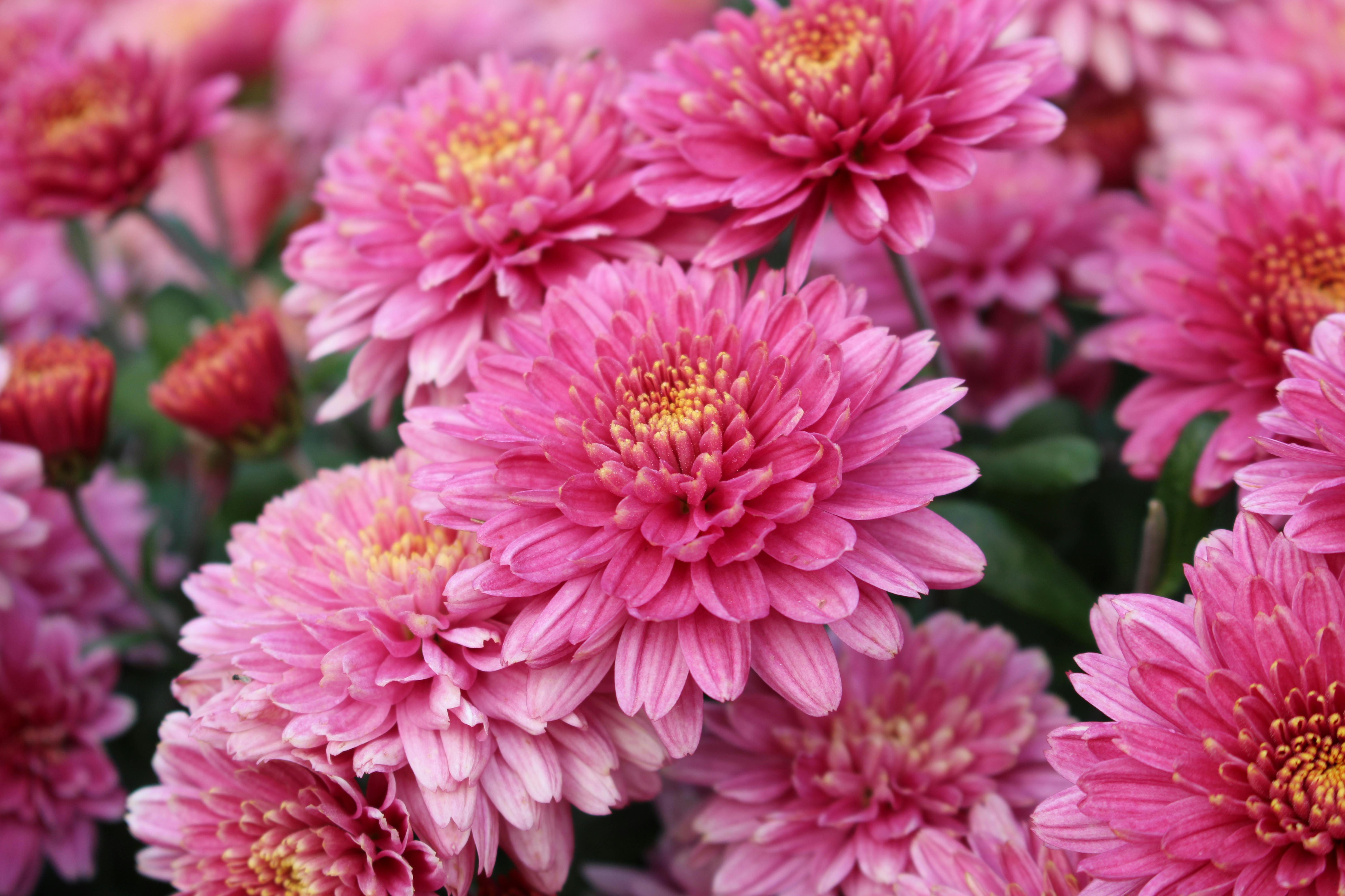 Close-up of vibrant pink chrysanthemums in full bloom, showcasing natural beauty and detail.