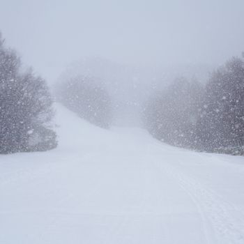 Peaceful winter scene with snow-covered ground and trees enveloped in a gentle snowfall.