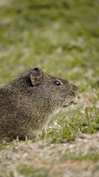 Close-up photo of a cavy grazing in grass, showcasing its natural habitat.