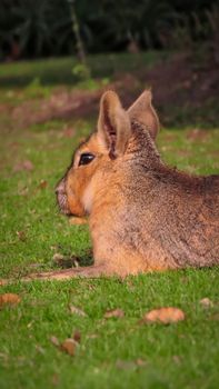 A Patagonian Mara lying calmly on the grass in Buenos Aires, Argentina.