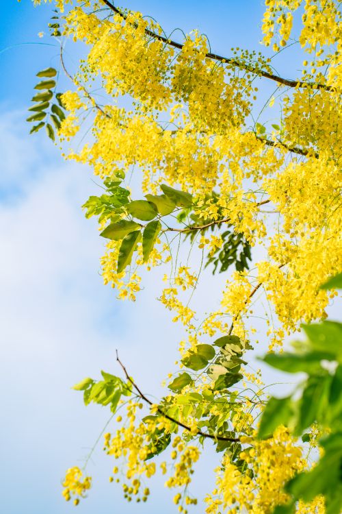 Free Vibrant yellow Cassia fistula flowers bloom against a clear blue sky in Hanoi, Vietnam. Stock Photo