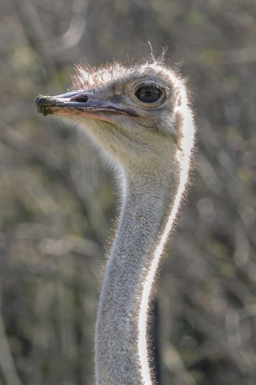 Free Detailed close-up image of an ostrich's head, showcasing its expressive eyes. Stock Photo