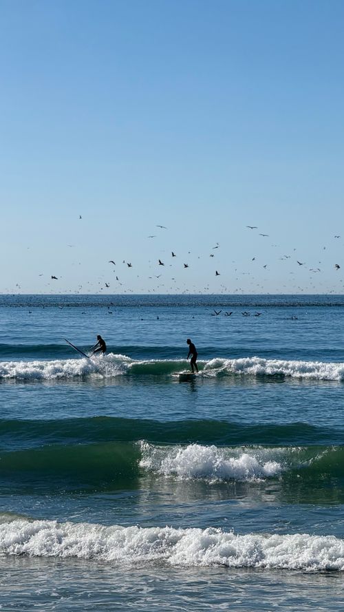 Free Feeding frenzy Stock Photo