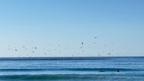 Free Surfers ride waves under a clear sky in Oceanside, California, with birds soaring above the ocean. Stock Photo