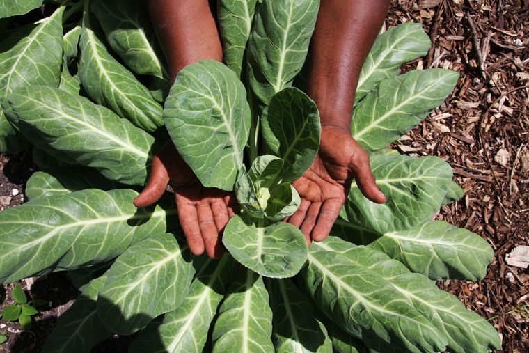 Braised Collard Greens