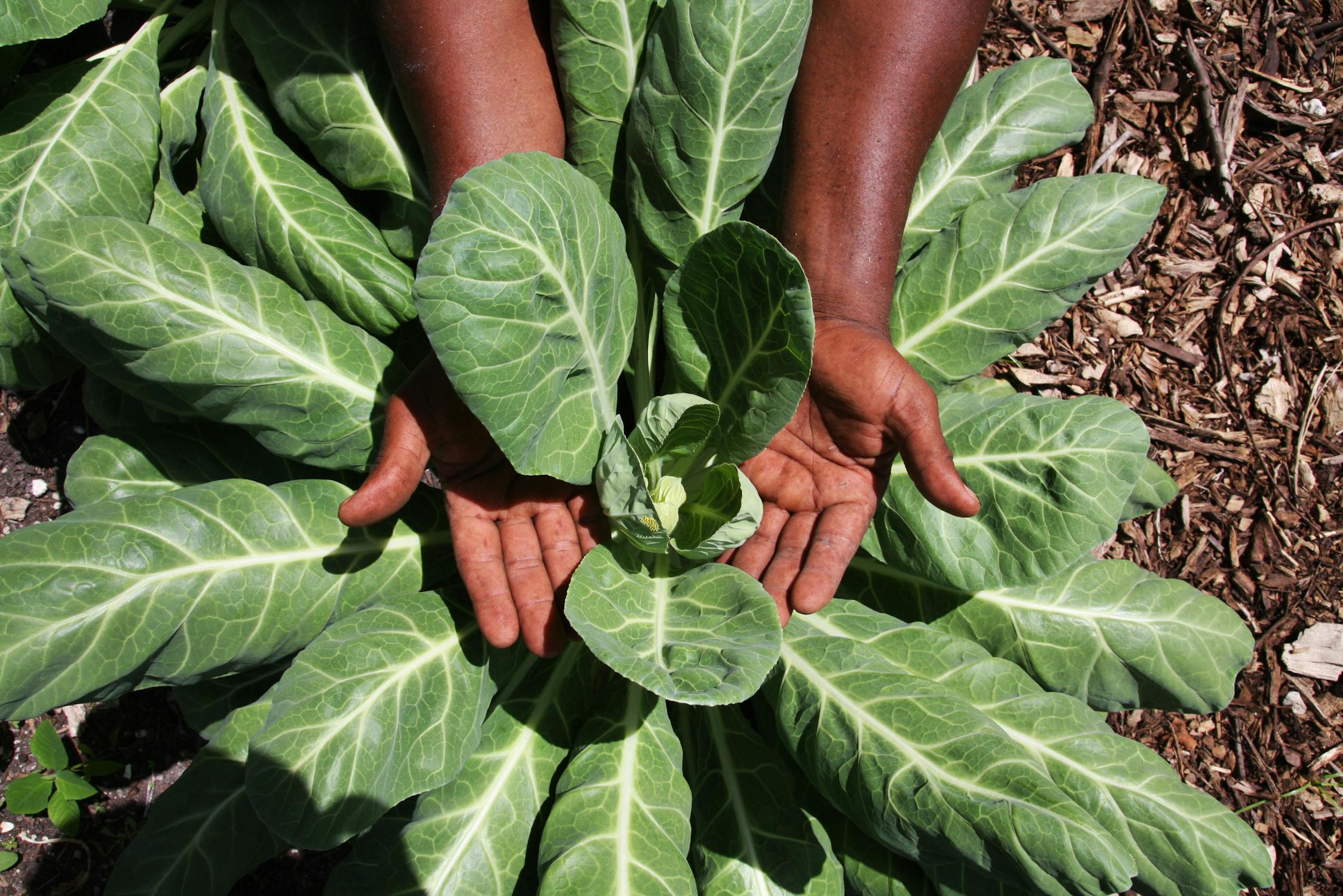 Hands Holding Fresh Collard Greens in Garden