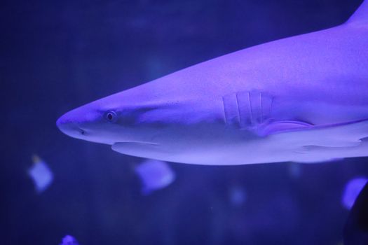 Side view of a shark in blue-tinted aquarium lighting, highlighting its streamlined body.
