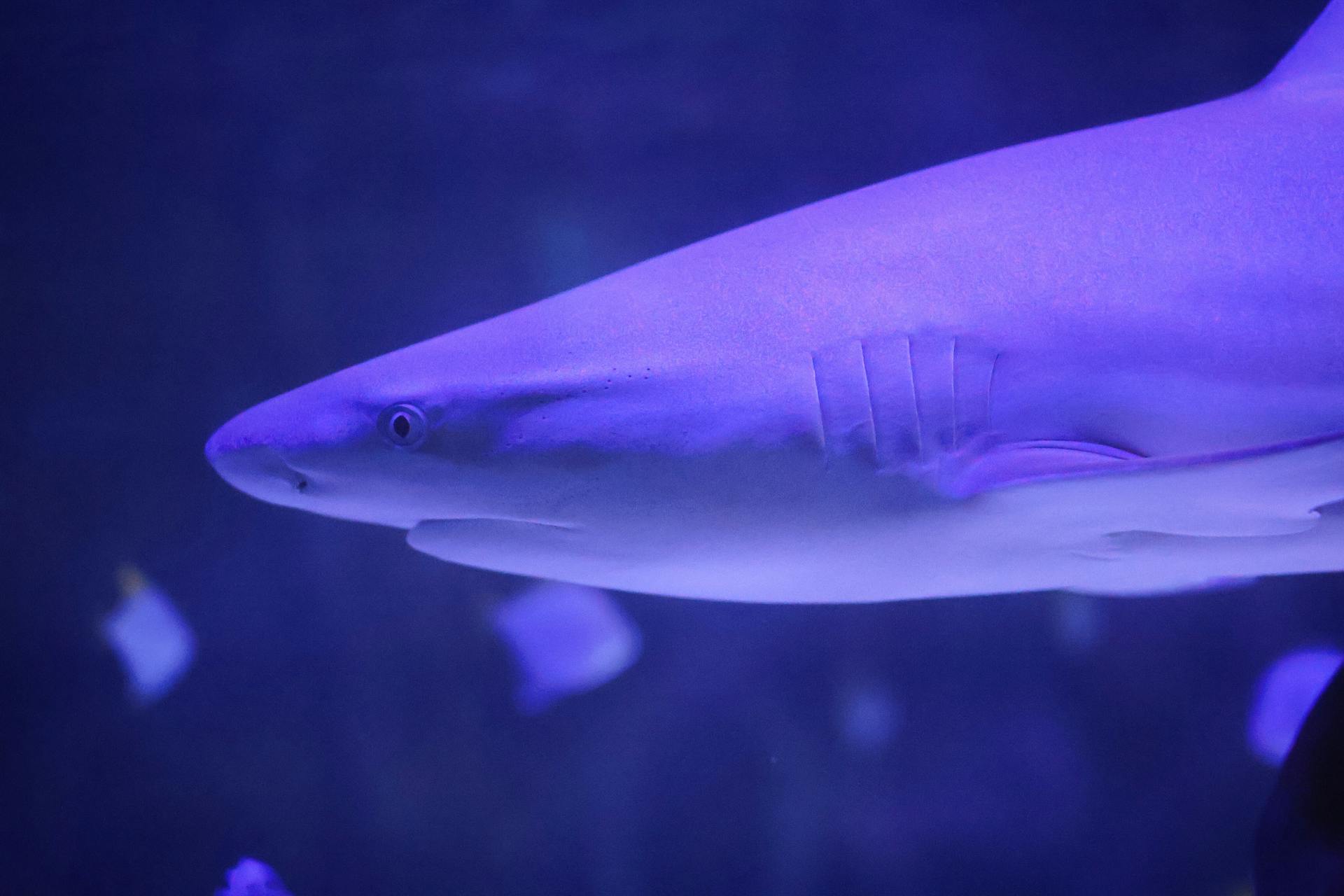 Side view of a shark in blue-tinted aquarium lighting, highlighting its streamlined body.