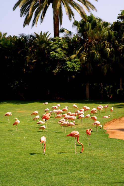 Free A group of flamingos peacefully grazes on grass in a lush tropical garden. Stock Photo
