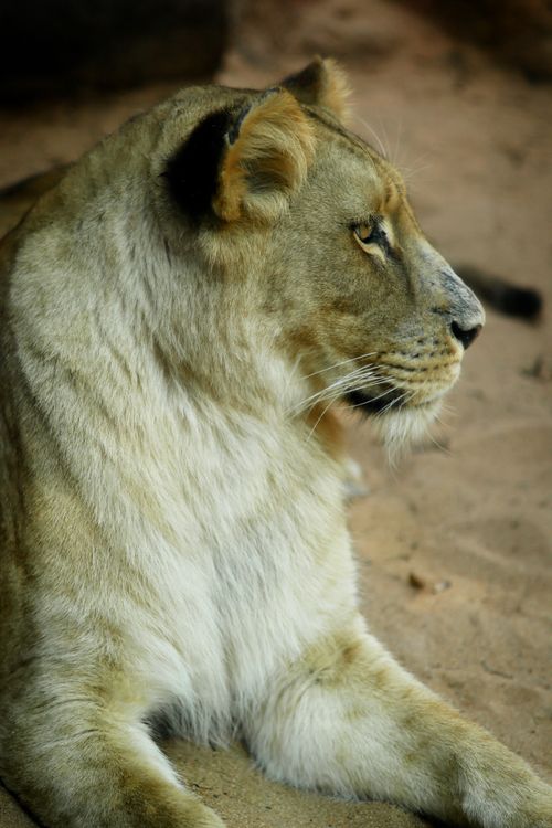 Free Close-up portrait of a lioness resting in her natural sandy habitat, exuding calm and strength. Stock Photo
