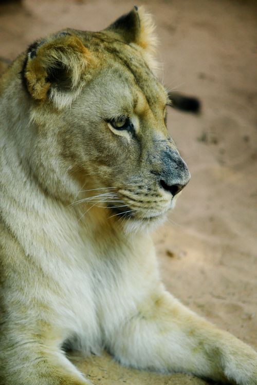Free Close-up of a lioness resting on sand, showcasing wild beauty and strength. Stock Photo