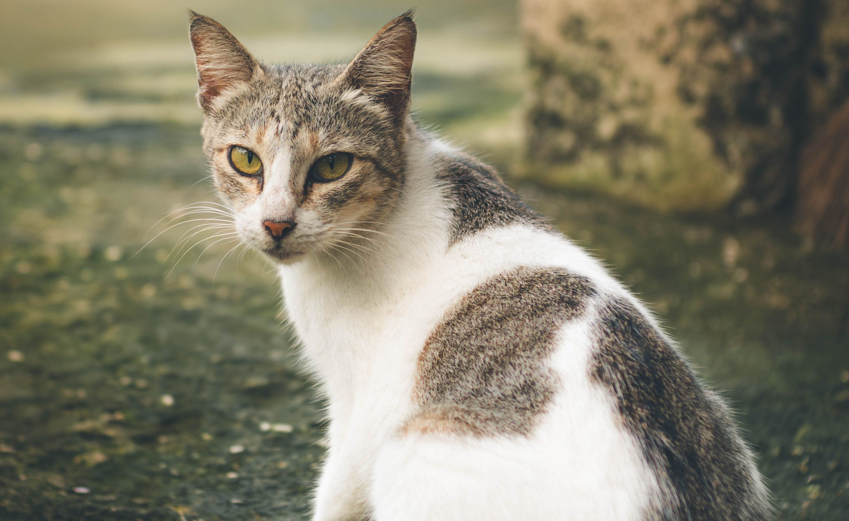 A stray cat outdoors — strays sheltering around a Malaysian home are a common flea source
