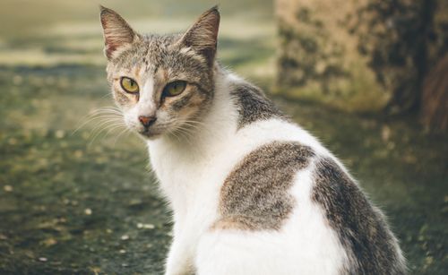 Free A detailed outdoor portrait of a stray cat with a focused gaze and striking markings. Stock Photo