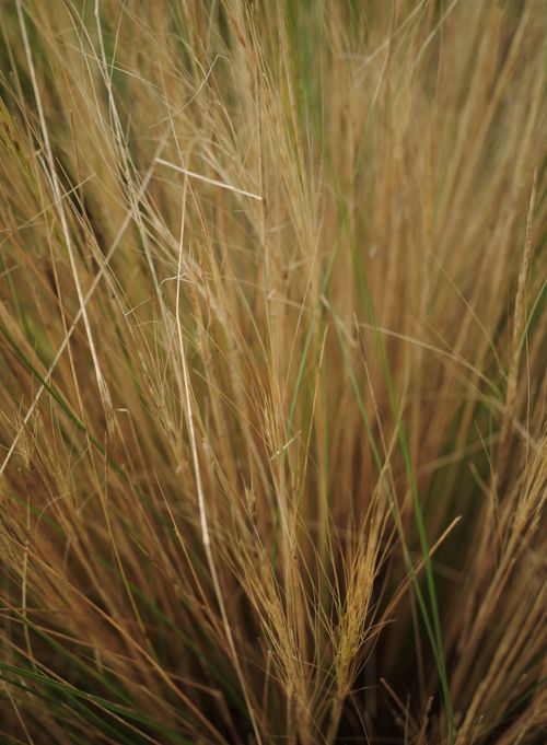 Free Detailed close-up of tall brown grass blades in an outdoor natural environment. Stock Photo