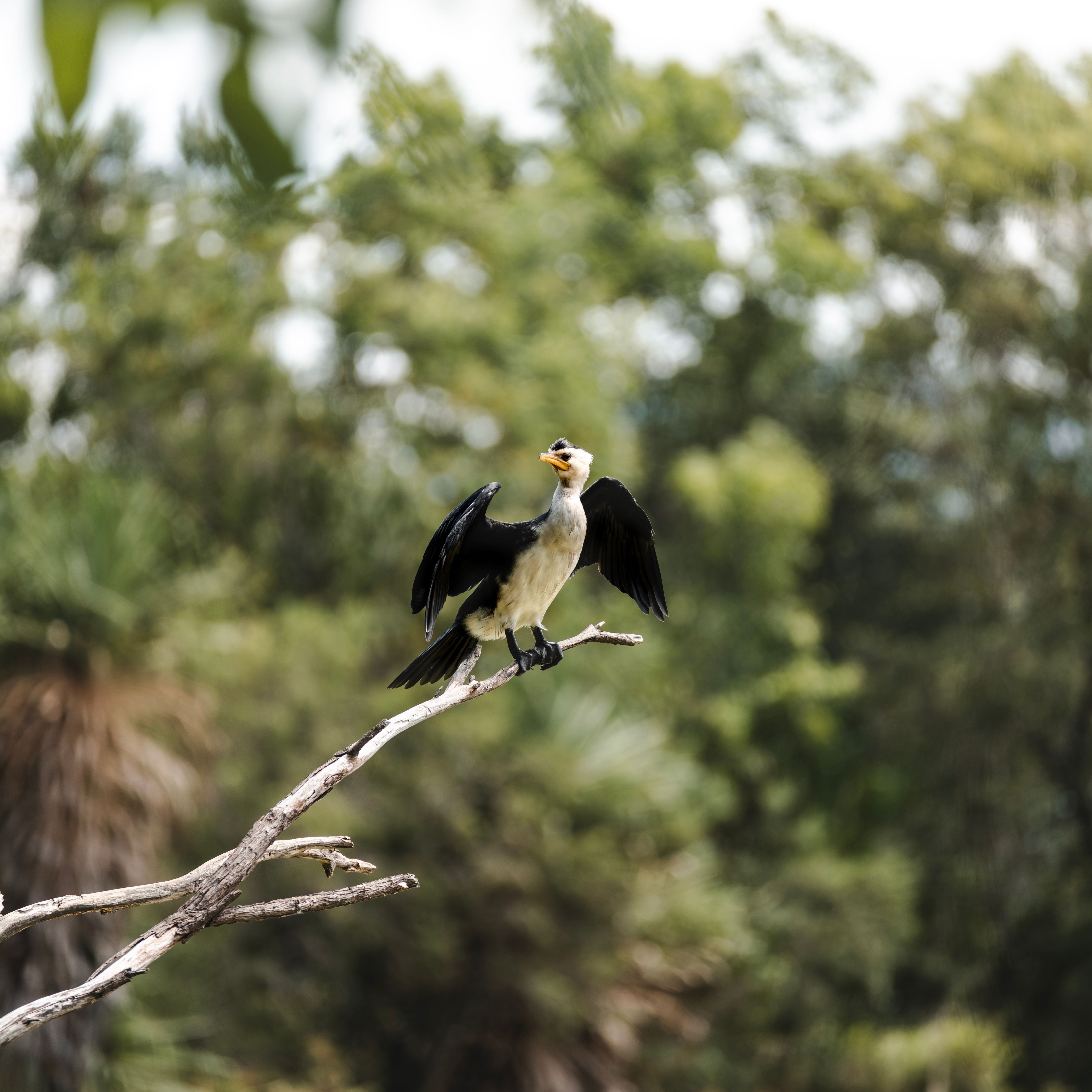 Animales Nativos De Australia Photos, Download The BEST Free Animales