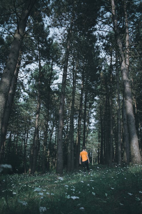 Ingyenes stockfotó 4k-háttérkép, fa, fekete erdő témában
