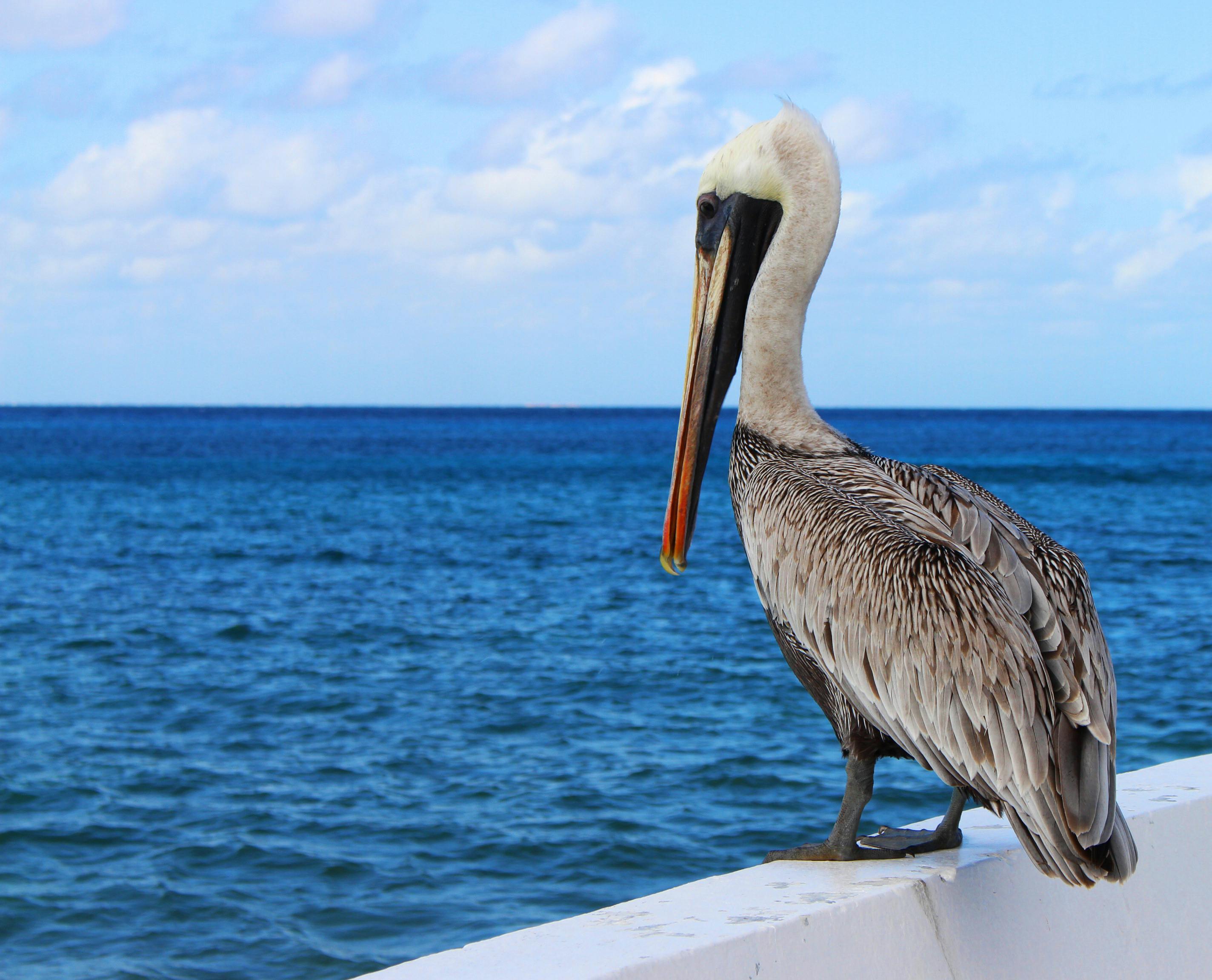 Pelican birds fun fisch HD wallpaper  Peakpx